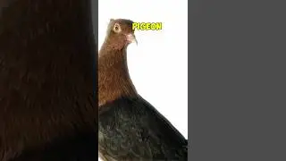 Pigeons 🐦 Know the Difference Between Picasso and Monet! 🎨🖌️They Recognise ART! #artlovers