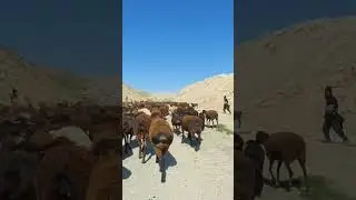 гиссарский овцы