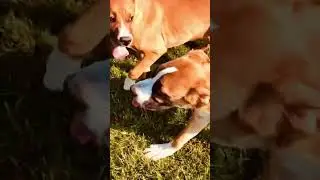 The pit bull puppies going at it! New Video July 2024 USA! #newvideo #subscribers #pitbull #puppy
