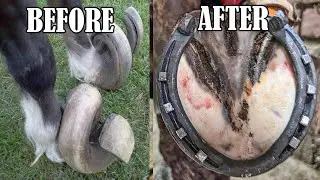 Full Hoof Restoration-Rim Pad-Farrier ASMR-Oddly (Satisfying) ✊✊✊