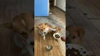 #funnydogsvideo #dogsfunnymoments #funnydog #dogsfunny #dogsfunnyvideo #funnyvideo @petsanimalsss