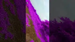 डथथड