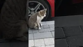 Cute cat in Istanbul 🐯🤍 #istanbul #kitten