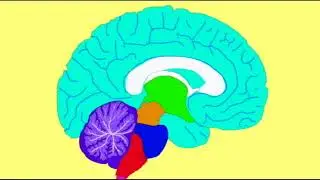 ESTROGEN & THE BRAIN