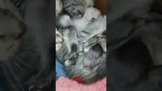 Mio...Miaw