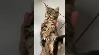 Stray Gremlin 1-7 months old #shorts