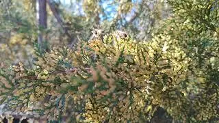 Весна. Звуки природи. Бджоли. Nature, bees, sounds of nature