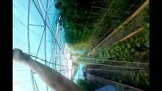 как подвязать огурцы