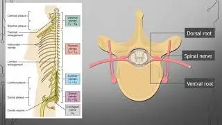 7 nervous system