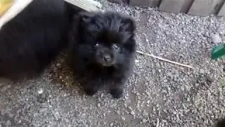 черныш