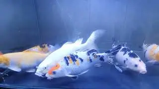 Keep koi in fish tank closeup 2022 11 19