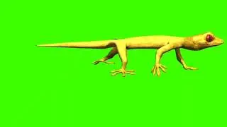 Lizard green screen video (4)