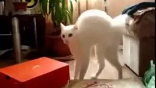 Смешной Кот, прикол от белого кота .