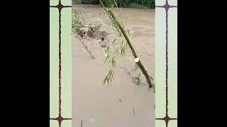 Aksi dua anak menantang banjir || dua bocah pemberani melawan banjir di sungai