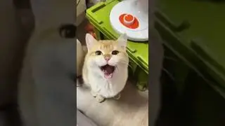 Сонная обезьяна и зевающая кошка ;)