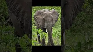 South Africa Safari @KRUGERNATIONALlPARKSAFARI  #shorts #africanwildlife #africansafari