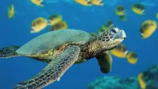 Journey- Don't Stop Believin' Chipmunk