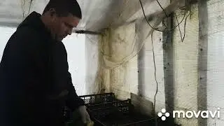 Полный курс по выращиванию зеленого лука для начинающих.  Часть 4. Сбор, чистка, подготовка земли