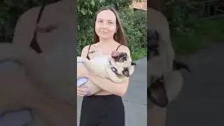 Супер пес 🐕 