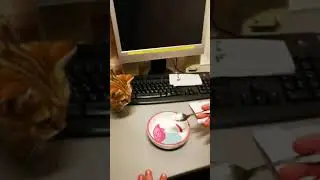 Британец пробует мороженое. Реакция кота на мороженое.