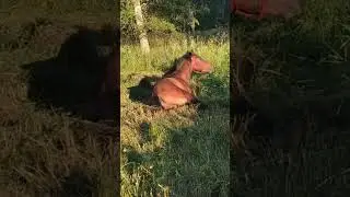 Поваляться в свежей траве это верх удовольствия