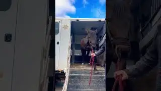 #equestrian пух приехал💓 ПОДПИСЫВАЕТЕСЬ НА МОЙ ТГК