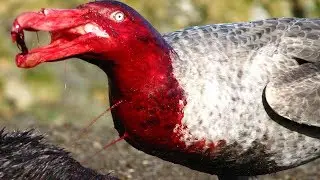 Most DANGEROUS Birds On Earth