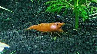 The Shrimp Tank.mp4