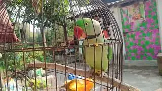 পাহাড়ি টিয়ার ভিডিও 😍♥️
