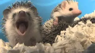 DJO Hedgehog 1