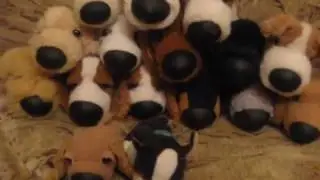 ★Моя коллекция THE DOG★