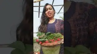 Strawberry at home #Organicfruits #ytshort #viral