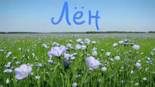 Аудиосказка Лён, Андерсен Г.Х. сказка для детей