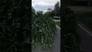 Букет для стада коз 