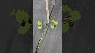Planted all Vine Crops in our Multi Layer Farming Model #layerfarming #organicfarming