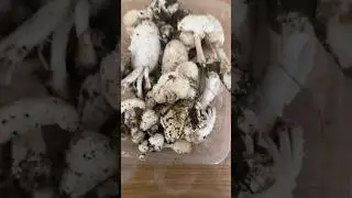 #19 Грибы под окном