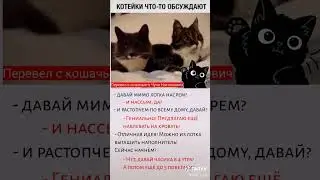 котики что-то обсуждают 