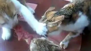Кото-файт за еду :)