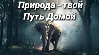 Природа - твой Путь Домой.