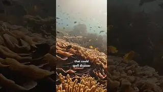 This is why coral reefs are in BIG trouble 😳