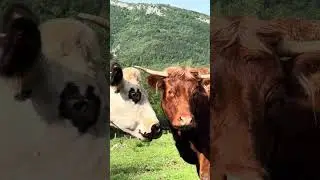 Égalité, una vaca ciega