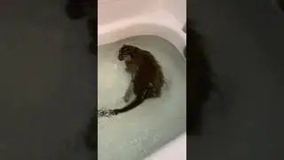 смешная обезьянка 🙈 😹
