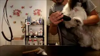 BAÑAR SHIH TZU vol 2