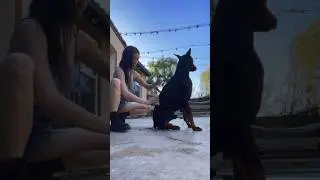 How I maintained my Doberman shiny coat￼✨ #doberman #doggrooming #dog