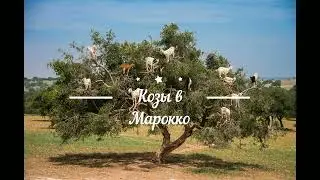 Интересные факты