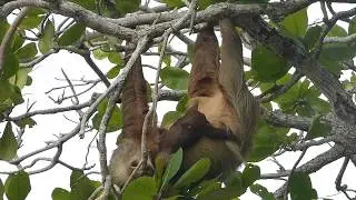 Perezoso comiendo hojas en Cahuita