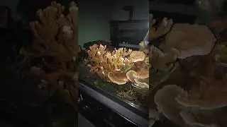 Así se miran los corales en la noche