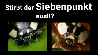 Wer macht das Rennen - Asiatischer Marienkäfer oder Siebenpunkt? Wissenswertes über die beiden Arten