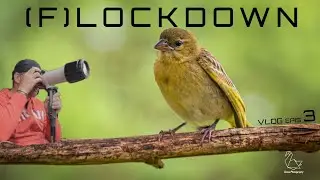 Bird photography - Flockdown Edition VLOG EPISODE 3