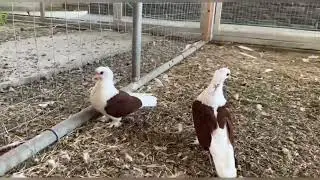 Краснодарские бокатые голуби 🕊️🤍